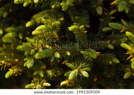 different leaves and flowers of plants in summer and autumn, texture for background