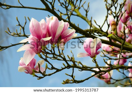 Blooming magnolia tree close up against the sky