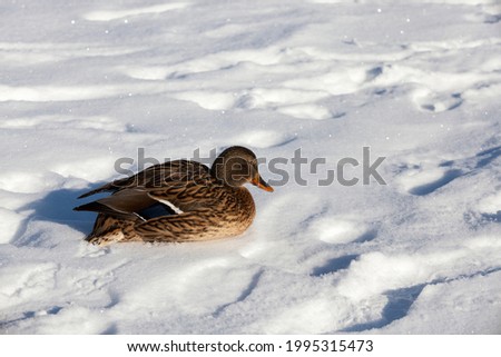 ducks sit in the snow in the winter season, cold frosty weather, ducks sit on the bank of a freezing river, ducks wait for the townspeople to feed them