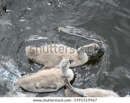 Litlle baby swans on the river Thames - close up image