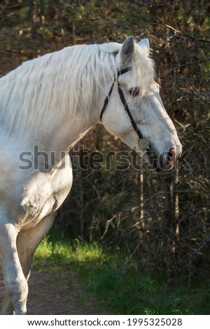 portrait of white Percheron Draft Horse posing in  forest 