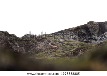Alpine ibex climbing on the rock. Ibex moving in the Alps mountains. Wildlife in Switzerland. 