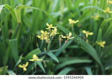 Close up photo of iris flower.