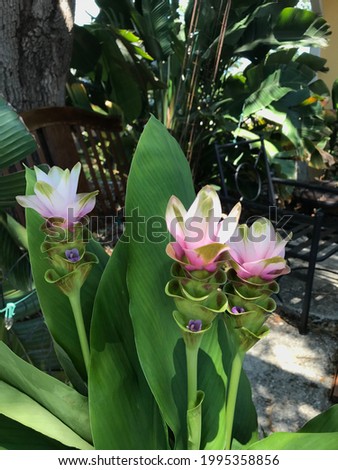 Beautiful pink flowers outdoor, green leaves, porch area - nature picture