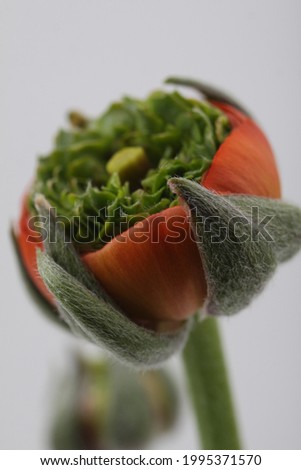 A very unusual and cute ranunculus flower photo
