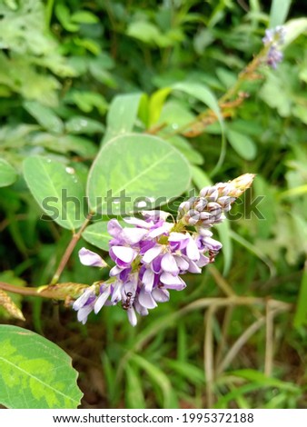 Indian wild flowers ( Desmodium ) in jungal blooms in the forest
