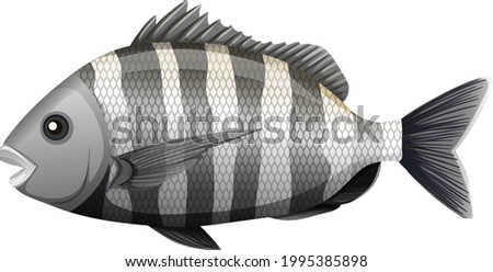 Sheepshead fish in cartoon style on white background illustration