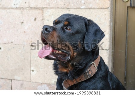 Portrait of an adult male Rottweiler sitting against a beige wall. An imposing-sized pet sits with its mouth open and its tongue hanging out. An attentive look past the camera.