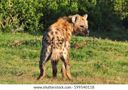 Spotted Hyena looking around