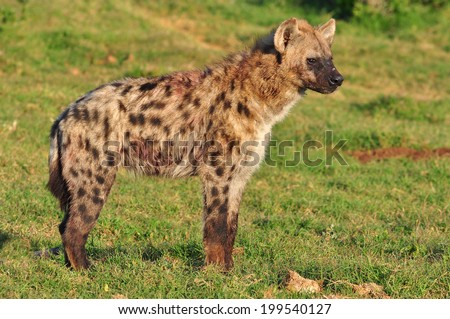Spotted Hyena  standing