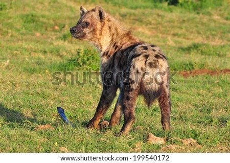Spotted Hyena  with a bone