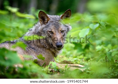Wolf portrait in summer forest. Wildlife scene from nature. Wild animal in the natural habitat