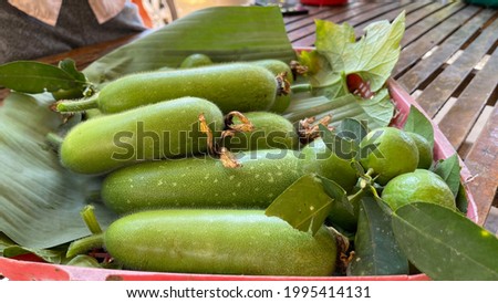 Wax Melon From Flower to Fruit in the Farm 