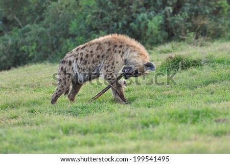 Spotted Hyena eating an elephant rib bone