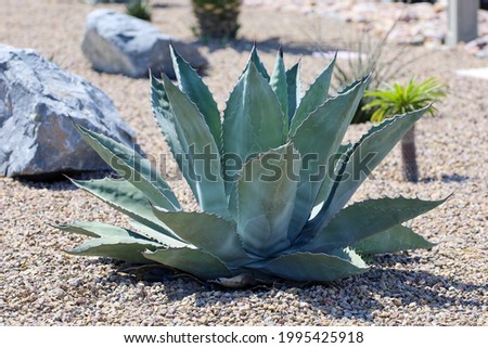 A beautiful agave plant in a  succulent garden.