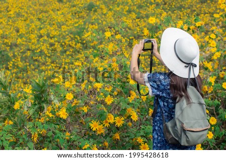 Young woman photographs a Mexican sunflower field, beautiful yellow flowers on the mountain. Doi Mae U Kho, Mae Hong Son Province.  Thailand.