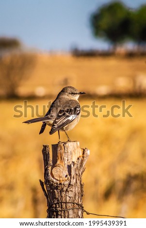 Northern mockingbird stand up in tree selective focus 