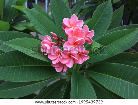 Plumeria, Frangipani, Temple tree,  Close up beautiful pink plumeria flowers bouquet on green leaf in garden with morning light. Top view blossom flowers.