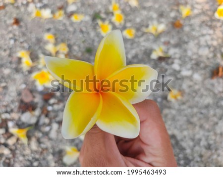 beautiful yellow frangipani flower on stone background