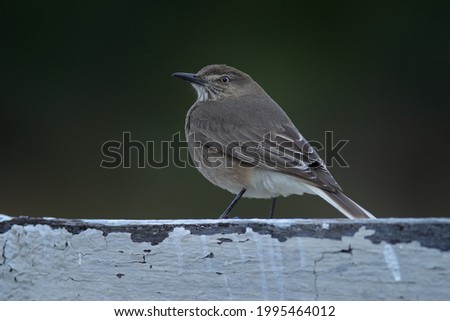 black-billed shrike-tyrant, Agriornis montanus, grey bird from Antisana mountains national park in Ecuador. Tyrant in the nature habitat, sitting on the wooden fence in the nature. Wildlife Ecuador.  Royalty-Free Stock Photo #1995464012