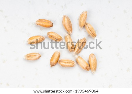 several spelt wheat grains close up on gray ceramic plate Royalty-Free Stock Photo #1995469064