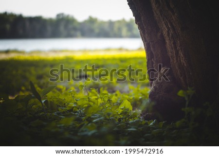 Near a tree by the river