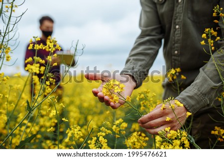 A farmer checks the flowering rapeseed plants, an agronomist in the background with a tablet enters data. Smart farm, technologies in agronomy, internet. Man examining blooming Royalty-Free Stock Photo #1995476621