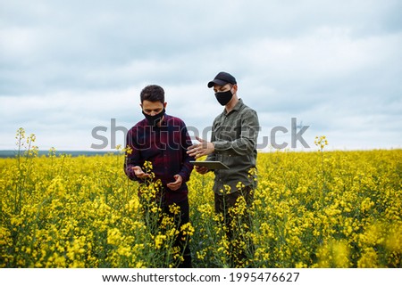 Two young farmers in masks in the middle of a rapeseed field check the crop and enter the data on a tablet. Examination of a rapeseed field by agronomists