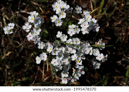 background small decorative white flowers