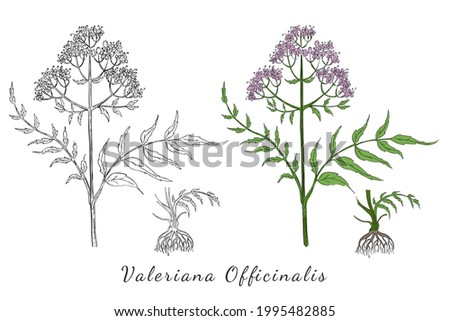 Two Hand Drawn Branch of Valerian with Root made with color and without. Herbal with Latin Name Valeriana Officinalis isolated on white. Herbal Medicine Component with Wide Range of Application. Royalty-Free Stock Photo #1995482885