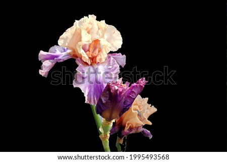 Natural blooming irises flowers close-up view on an isolated background.
