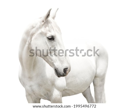White horse body white background closeup isolated on white head turned 