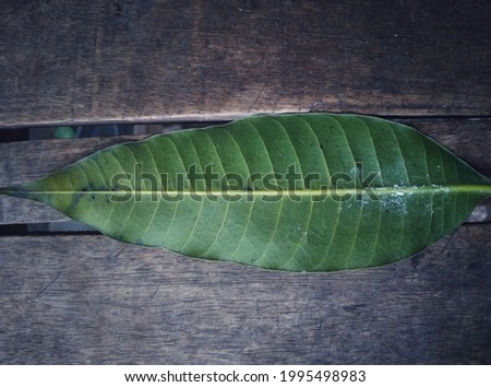 Dried mango leaves on a wooden bench 