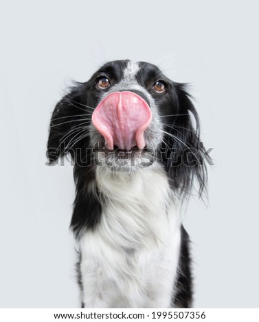 Portrait hungry dog licking its lips with tongue out. Isolated on white background Royalty-Free Stock Photo #1995507356