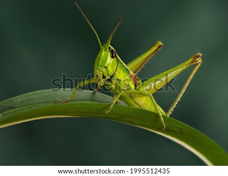 a grasshopper sits on a branch