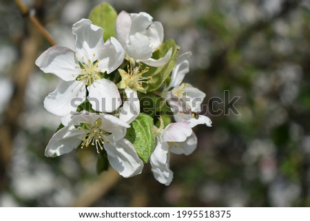 Spring Background, blossom, bokeh. Close up of the spring cherry flowers. Sakura Petals. Spring Woods. Leaves Flower Air. Flower Photography. Organic background.