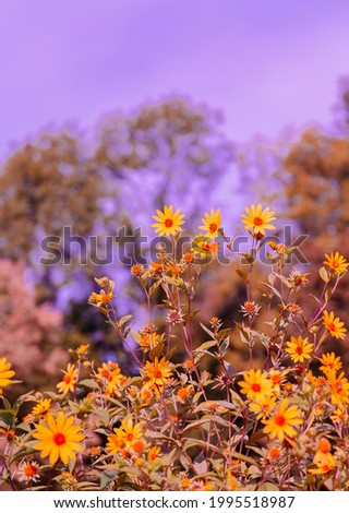 Bio Eco nature plant lover concept background. Yellow Flowers field. Stylish vertical wallpaper. Travel Slovenia