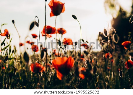 Red poppies in a field against a sunset background. Beautiful flower picture for content.
