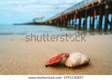 Sandy beach in Santa Barbara with a shell and a crab shell in the foreground, summer beach concept