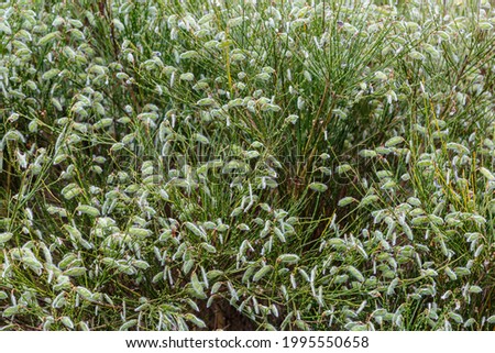 European broom legumes. Cytisus scoparius.
