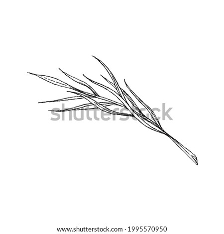 Branch with elongated leaves by hand, engraving vector illustration isolated on white background. Decorative botanical hand drawn element of tree plant branch.