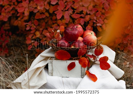 The most beautiful sweet apples of red color in a vase outdoors in autumn, against the background of red and burgundy trees, velvet still life, decorated with leaves