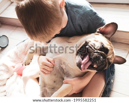A child playing with funny french bulldog. Best friends.  Royalty-Free Stock Photo #1995582251