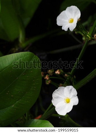 little shiny white flowers of decorative wetland plant: Arrow Head Ame Son/ Sagittaria lancifolia L., under natural sunlight in dark environment and water surface background