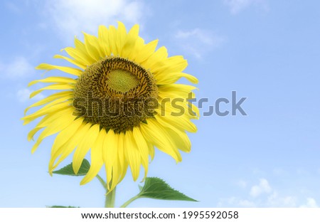 Sunflower with the soft sunlight in the winter morning.