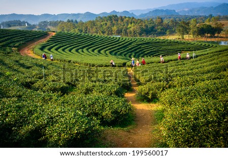 tea plantation  Royalty-Free Stock Photo #199560017