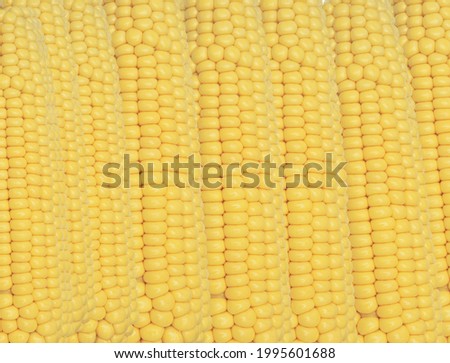 Healthy fresh Sweet Corn background picture