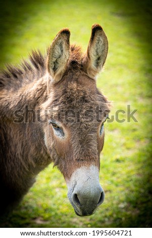 Head and shoulders photo of 2 year old donkey portrait view macro low level close up