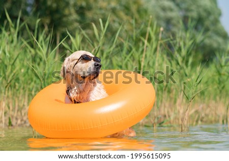 A dog in sunglasses and an inflatable ring sits on the bank of the river. Funny summer photo with a pet. Golden Retriever swims in the lake with an inflatable ring.