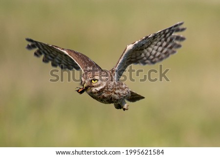 Adult little owl Athene noctua in flight, close up.